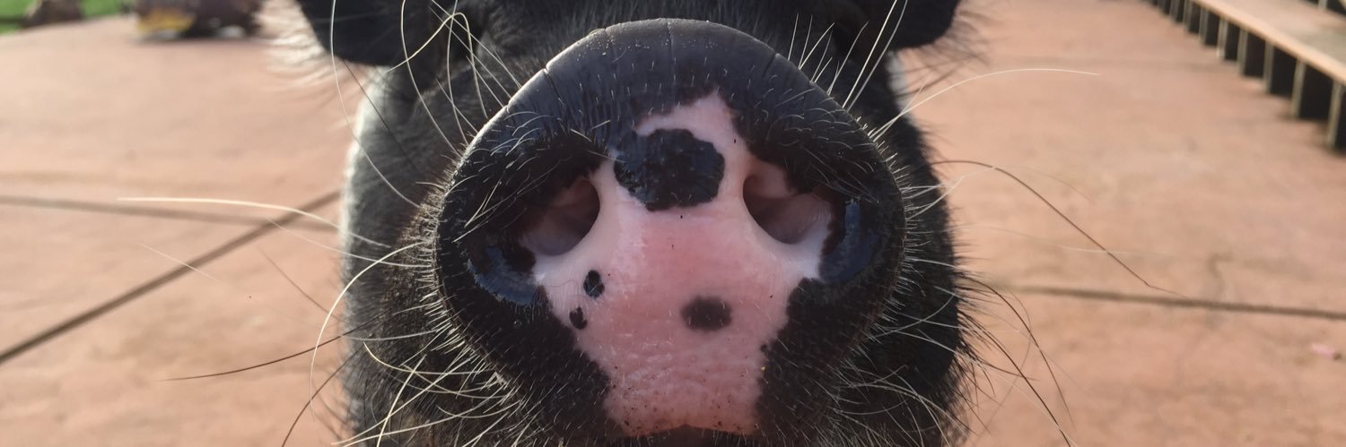 Bubbamanfry's profile banner image