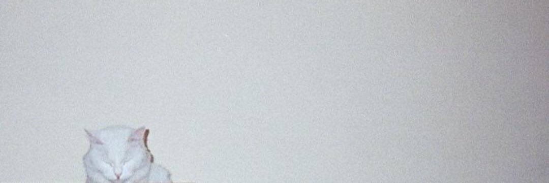DashPussyrider's profile banner image
