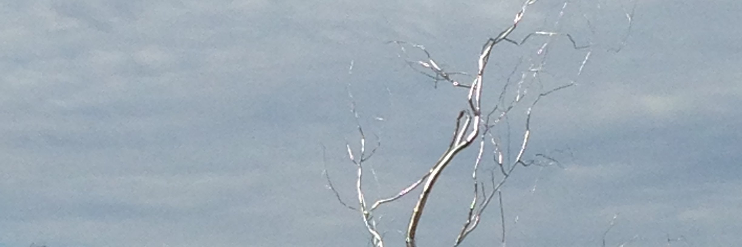 mlchavis's profile banner image