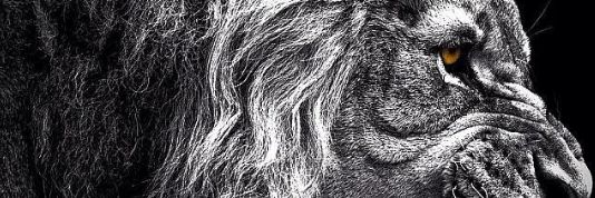 YilRente's profile banner image
