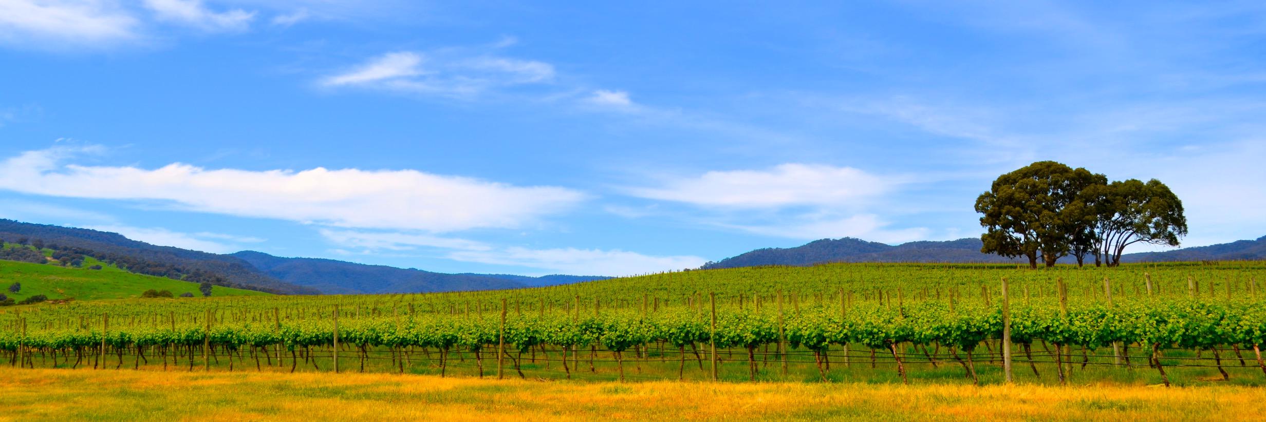 BarwiteVineyard's profile banner image