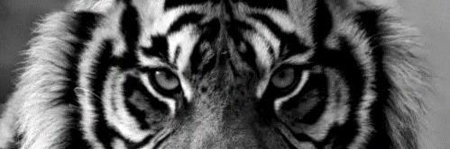 Shannprobs's profile banner image