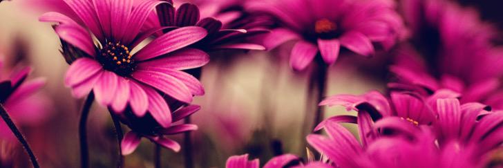 Askagirll's profile banner image