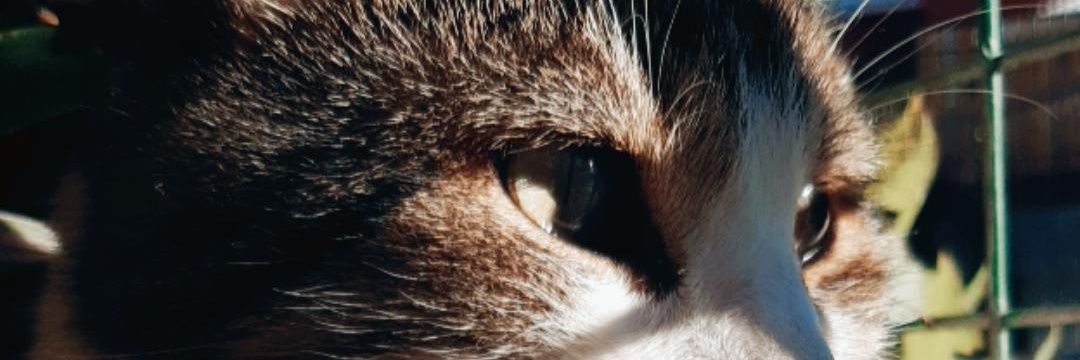 MjoDarling's profile banner image