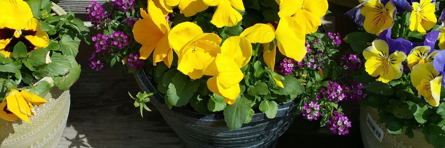 HarrisHord03's profile banner image