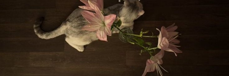 一丝柔 banner