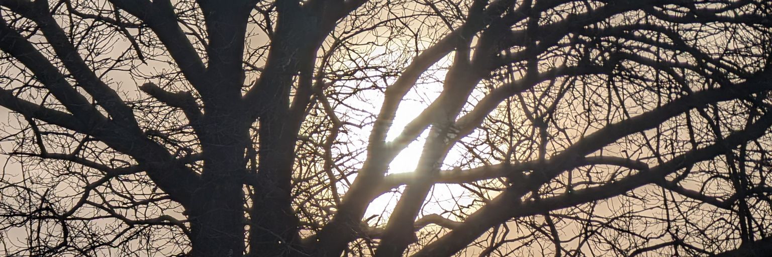 pokefox's profile banner image