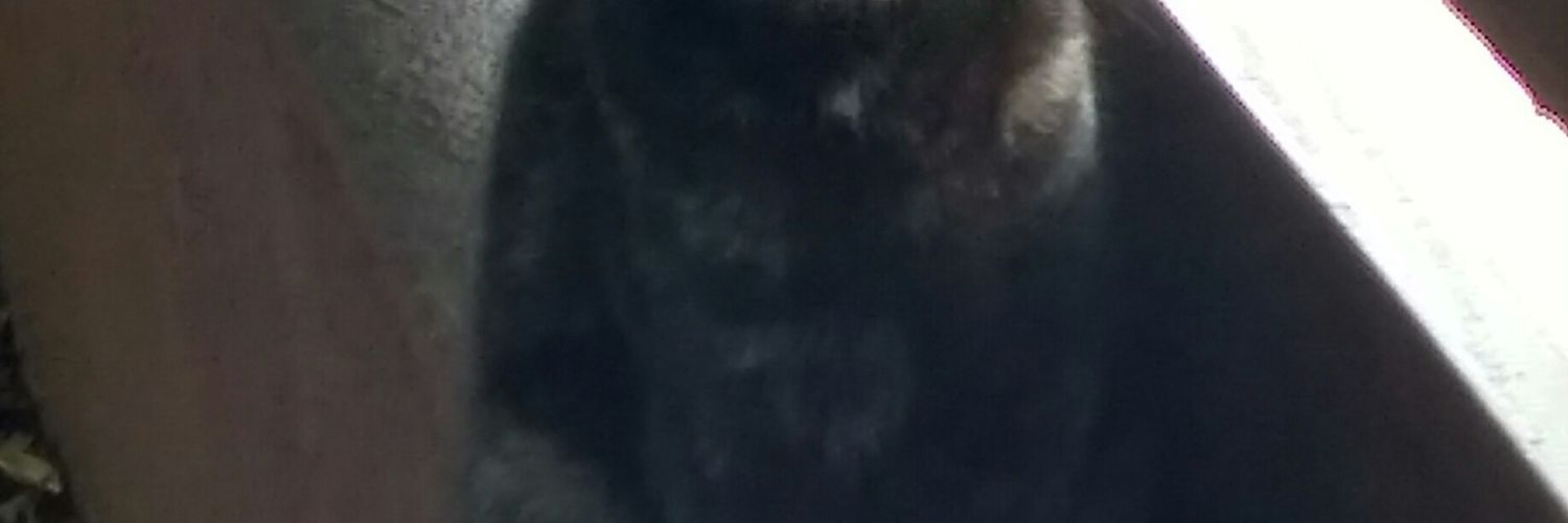 AliIbalo's profile banner image