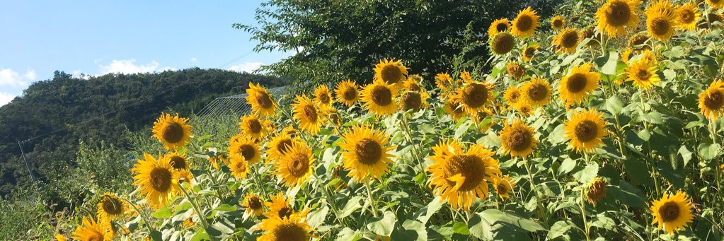 AoiAtngd's profile banner image