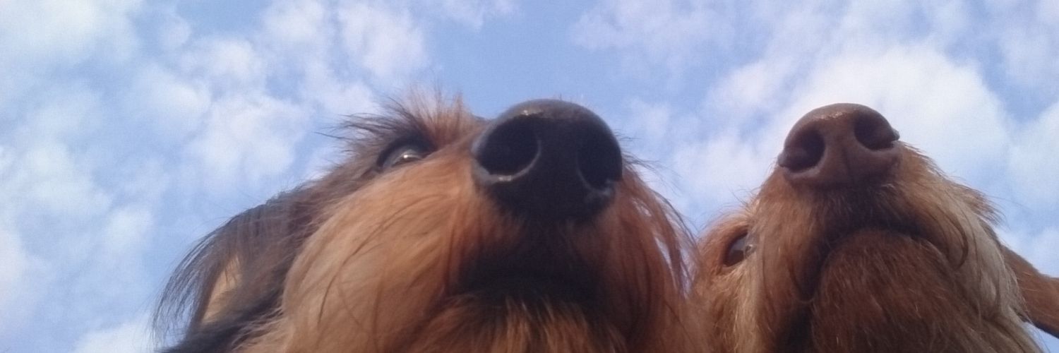 miyo194's profile banner image