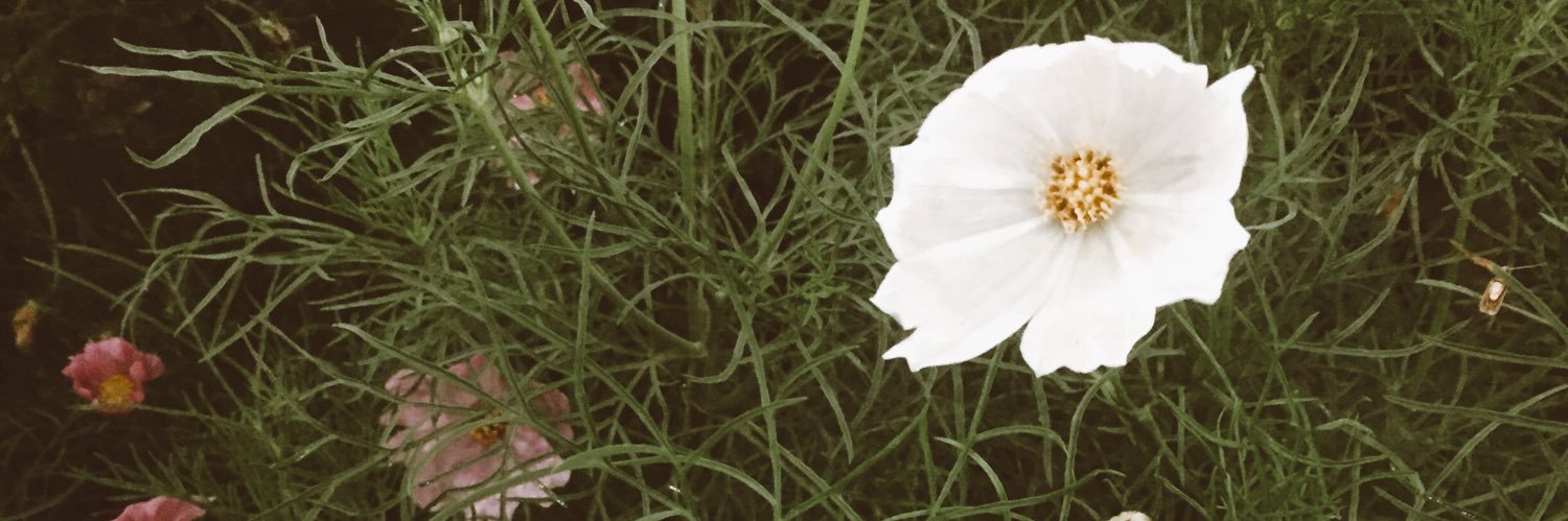 asuciww's profile banner image
