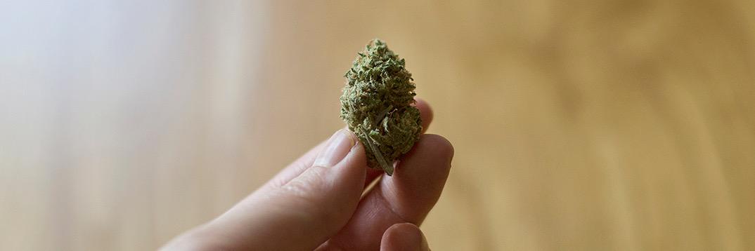 Asians For Cannabis banner