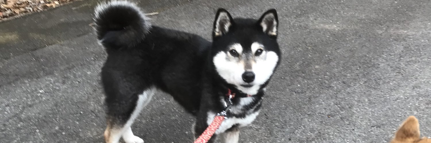 dogkaz's profile banner image