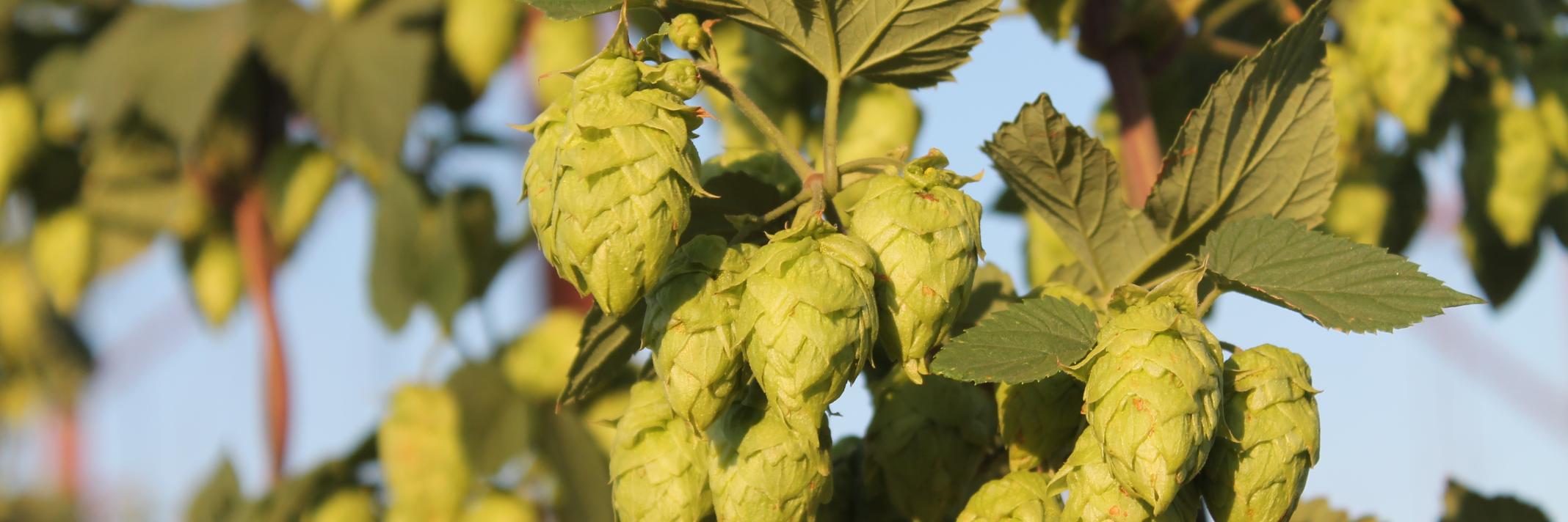 newworldales's profile banner image