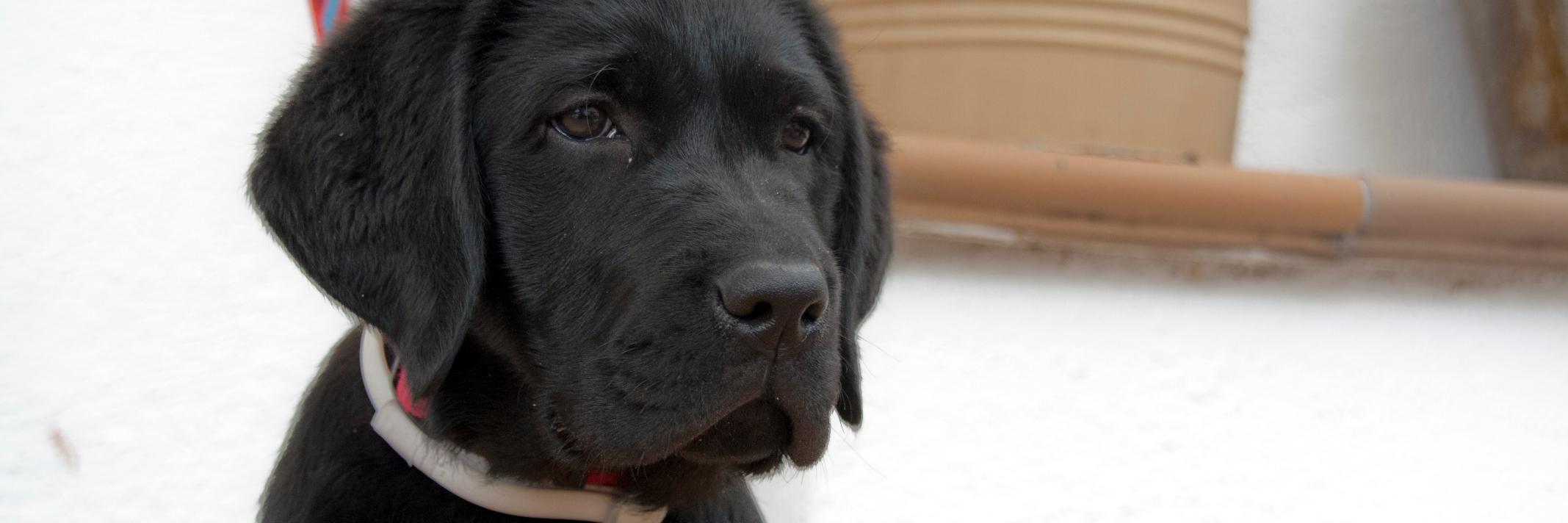 labrador_coco's profile banner image