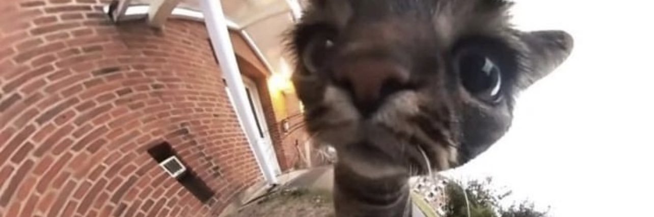 Ottertoebeans's profile banner image