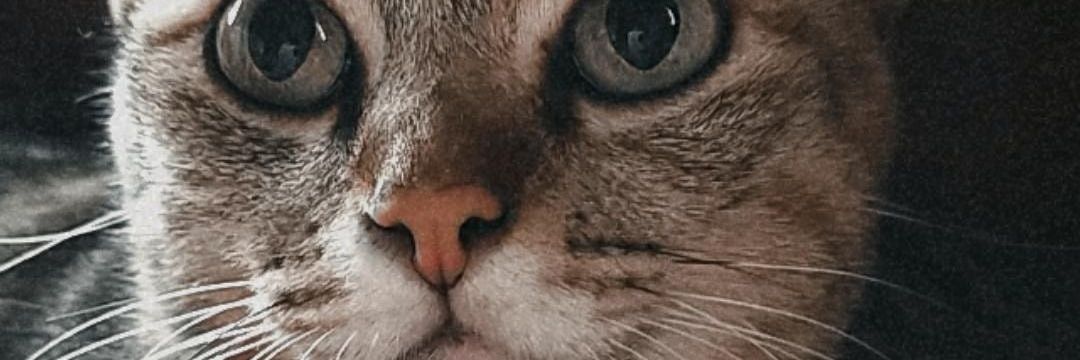 BAMBIESARINTIP's profile banner image