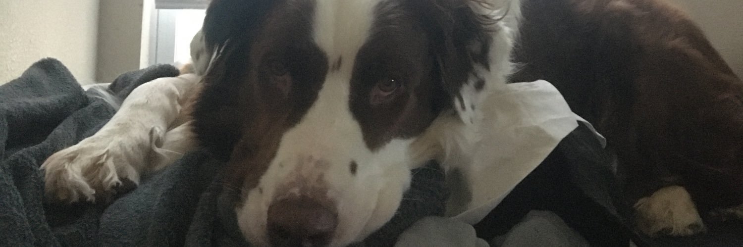 Perplexii's profile banner image