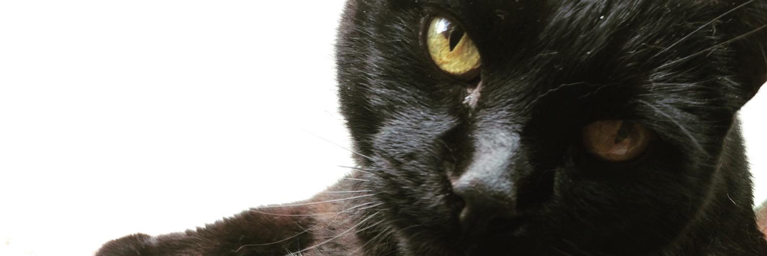 snydes_k's profile banner image