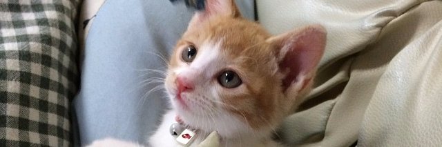 Kitten_latte's profile banner image