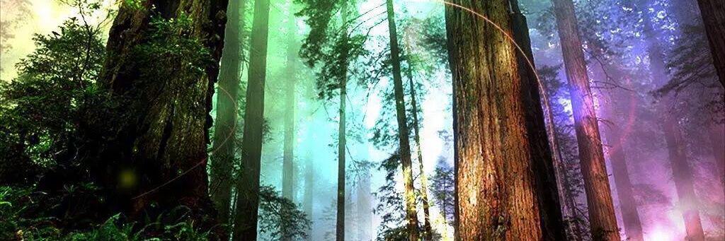 forestspiritsh1's profile banner image