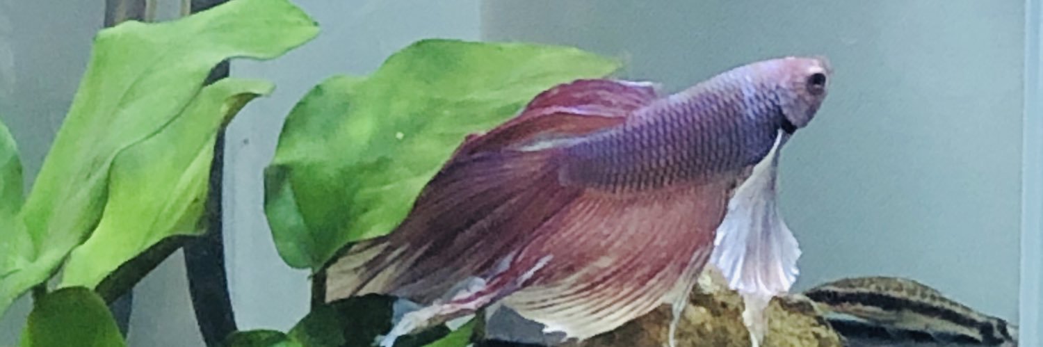 uioplmj's profile banner image
