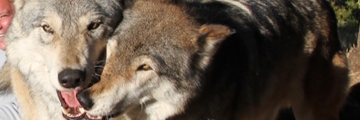 toddlammle's profile banner image