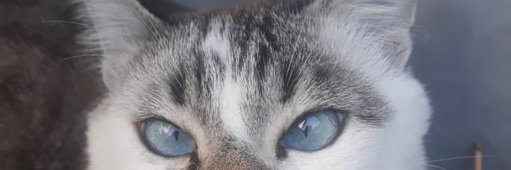pooxamel's profile banner image
