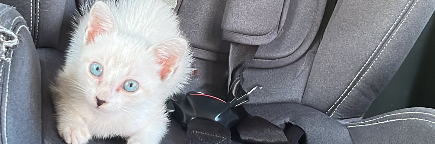 BBBestinha's profile banner image