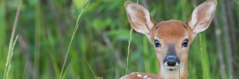 PvdD Utrecht Statenfractie banner