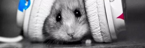 HumorTwit's profile banner image