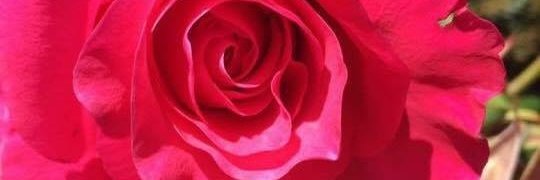 Elli_ha's profile banner image