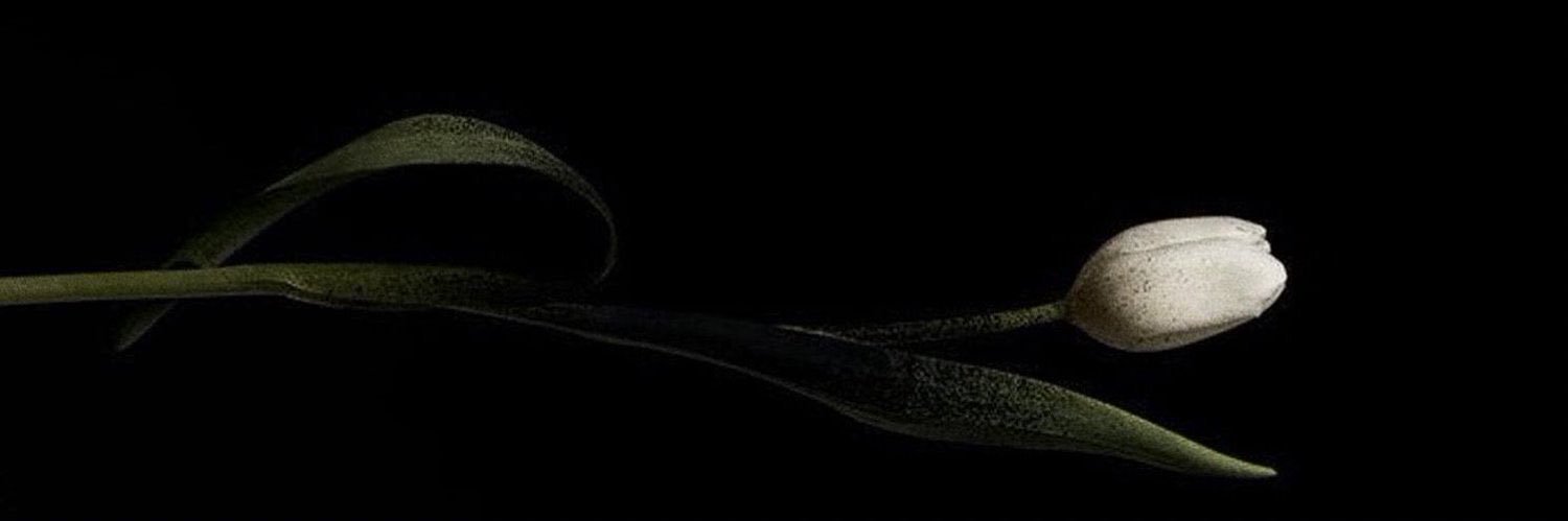__cvli's profile banner image