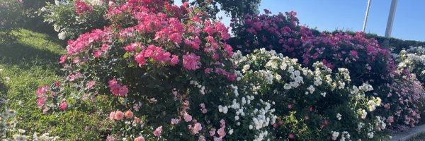 maymicmicky Profile Banner