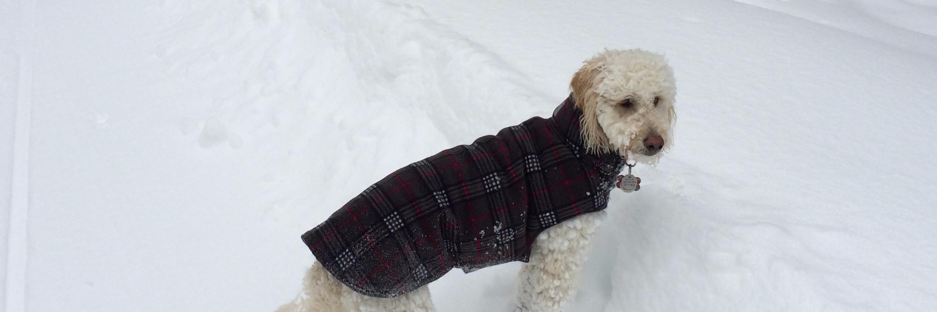 Michael Hagan banner