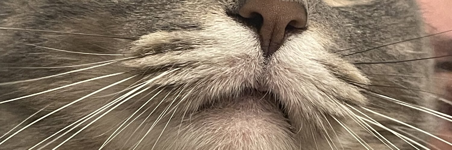 EXPLODlNGTACOS's profile banner image