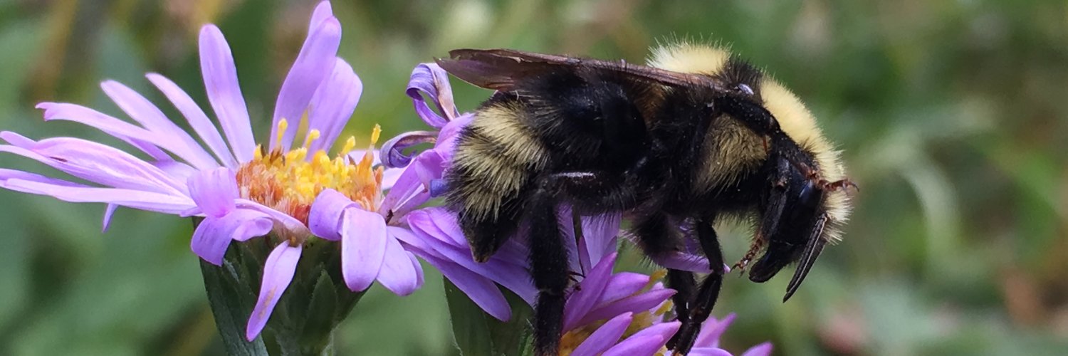 ABNativeBees's profile banner image