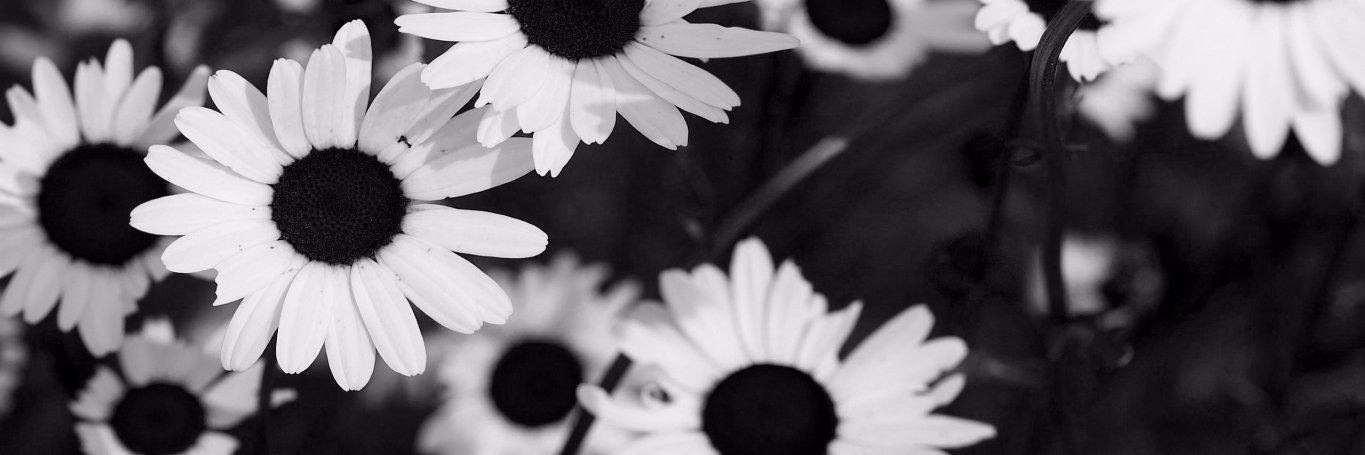 dhaefullah's profile banner image