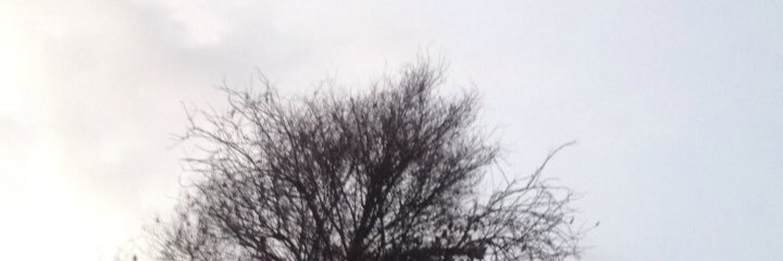 nrmilaard's profile banner image