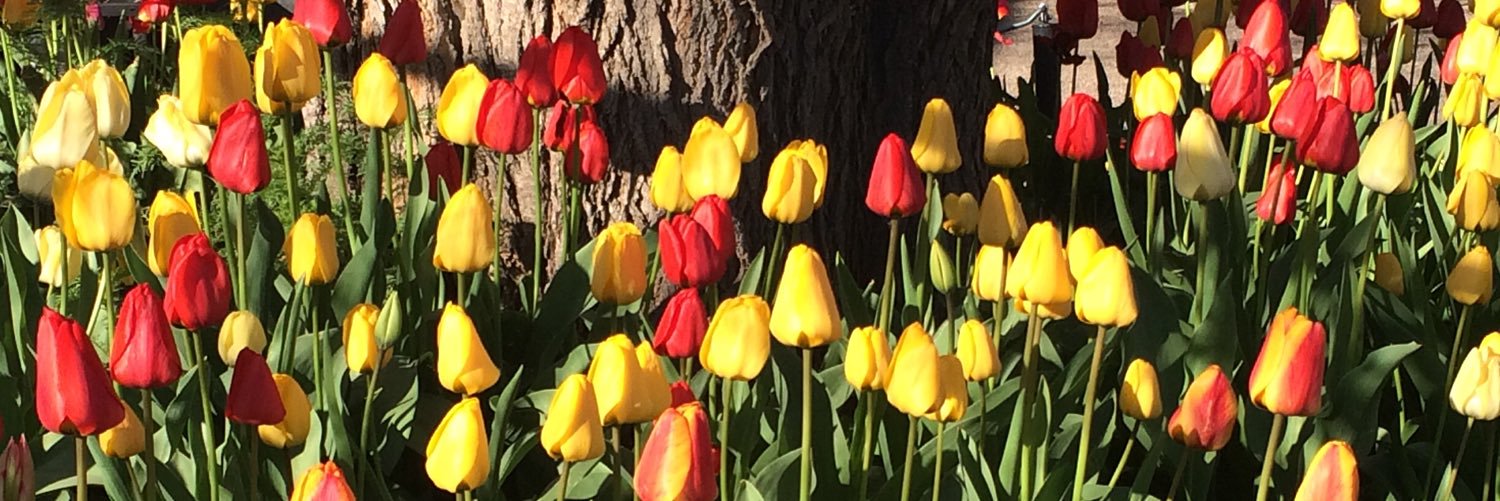 Rebecca Klein Vetter banner