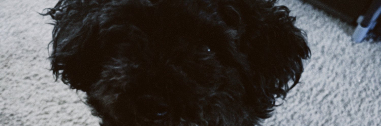 _andreadeniseee's profile banner image