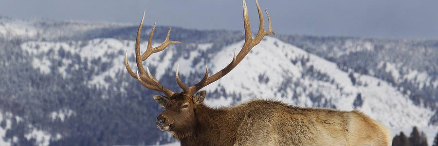 Steve Halgren banner