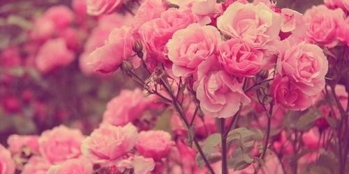 lauradindaa's profile banner image