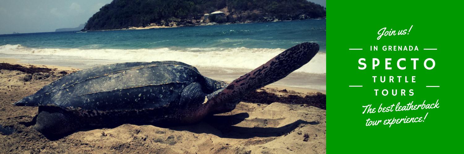 SpectoGrenada's profile banner image