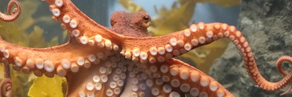 JedMcCaleb Profile Banner