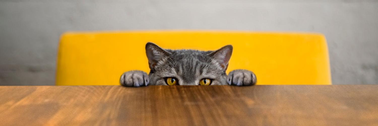 Katzen Connection banner