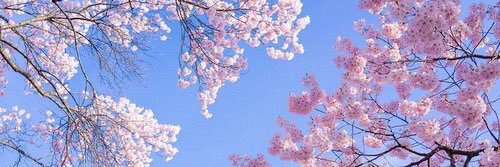 faraakifly's profile banner image