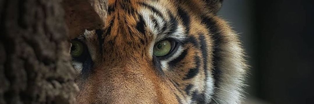 SwamiK14's profile banner image