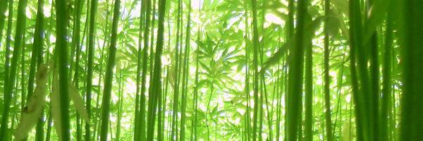 marijuana107's profile banner image