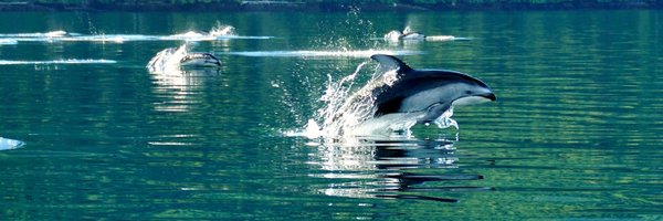 LP_Tony Profile Banner